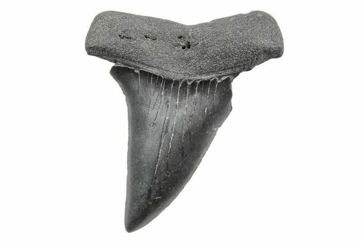 Fossil Broad-Toothed Mako Tooth - South Carolina #214631